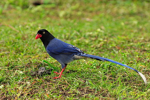 Taiwan blue magpie